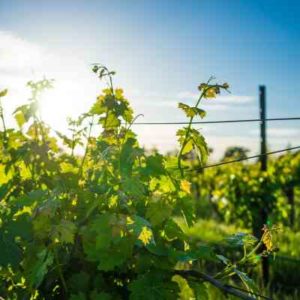 winery landscaping service